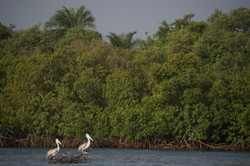 Ponta Anchaca Ecolodge Rubane 20